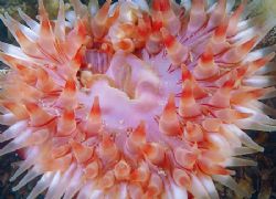 Dahlia anemone.
Hebrides.
D200, 60mm. by Mark Thomas 